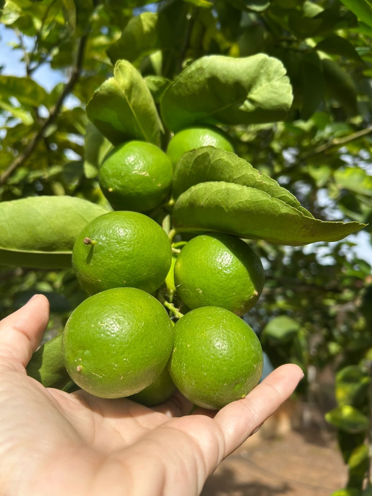 VENDE-SE RANCHO – RANCHO ACONCHEGO