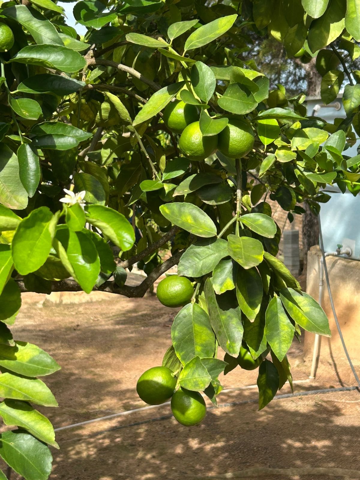 VENDE-SE RANCHO – RANCHO ACONCHEGO