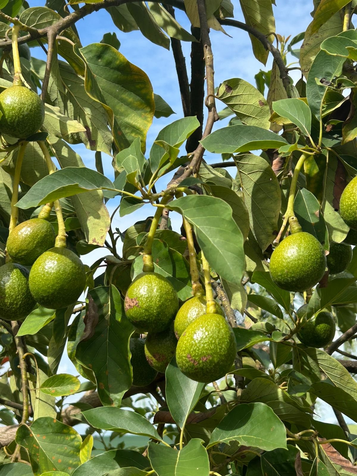 VENDE-SE RANCHO – RANCHO ACONCHEGO