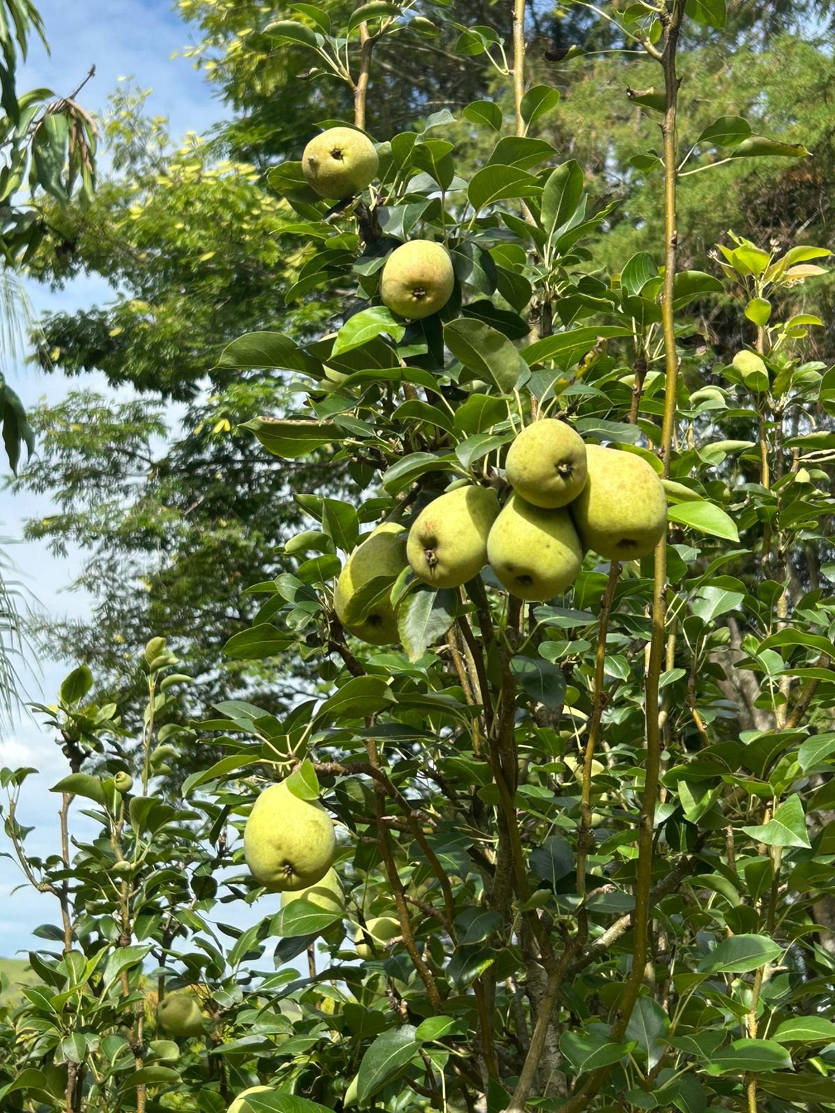 VENDE-SE RANCHO – RANCHO ACONCHEGO