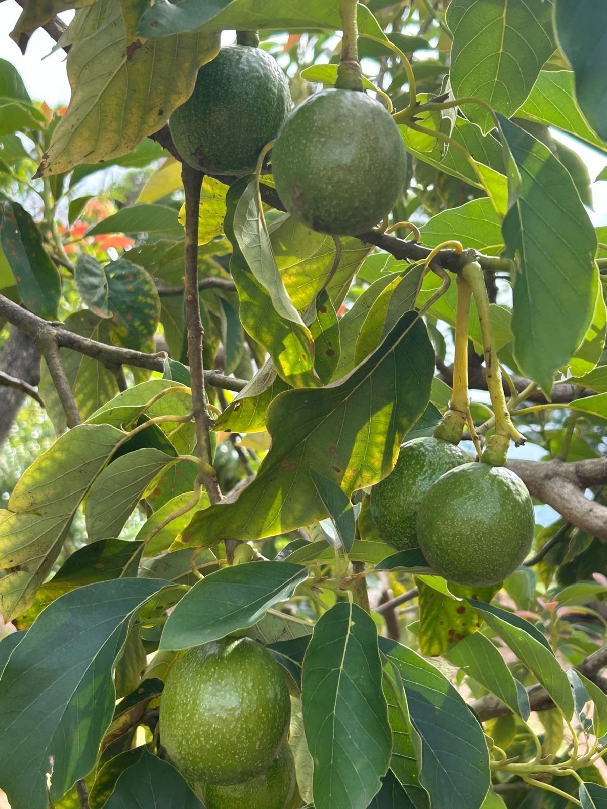 VENDE-SE RANCHO – RANCHO ACONCHEGO