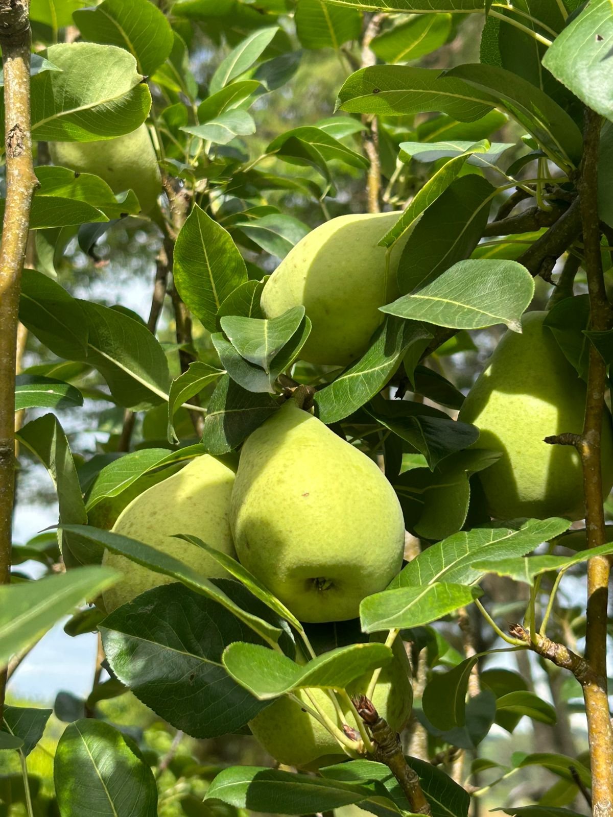 VENDE-SE RANCHO – RANCHO ACONCHEGO